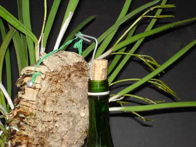 Mounted orchid hanging on a bottle filled with sand Mounted orchid hanging on a bottle filled with sand