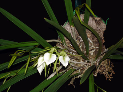 Orchid Mounted on Cork Orchid Mounted on Cork