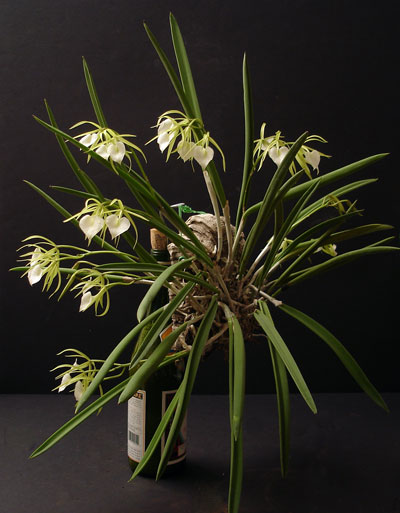 Mounted Orchid Mounted Orchid