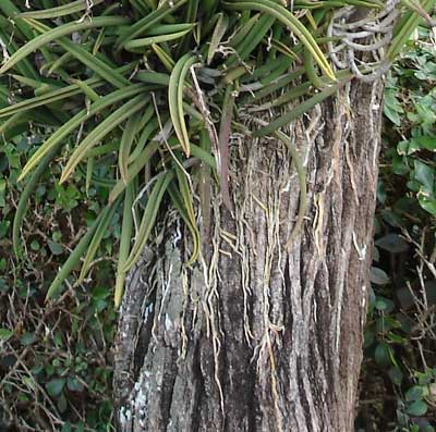 Closeup of orchid roots on a tree Closeup of orchid roots on a tree