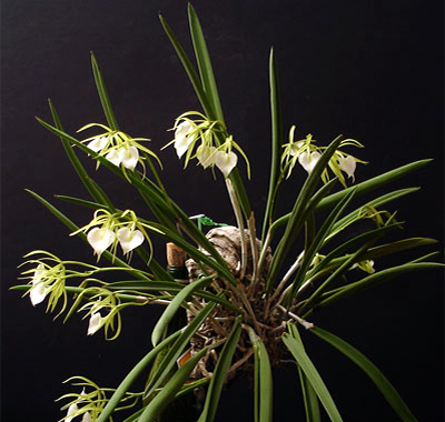 Brassavola Nodosa in a Pot