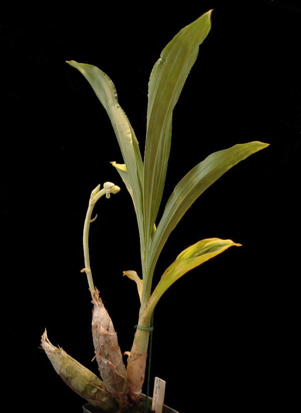 Catasetum Catasetum