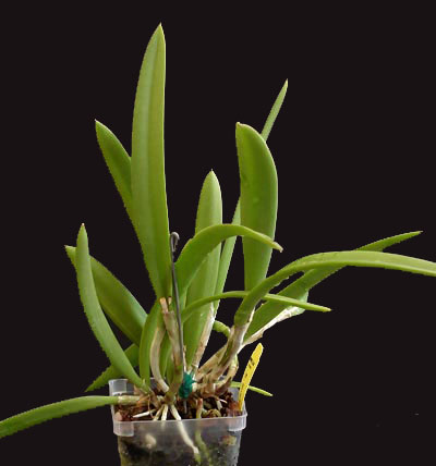 Miniature Cattleya Miniature Cattleya