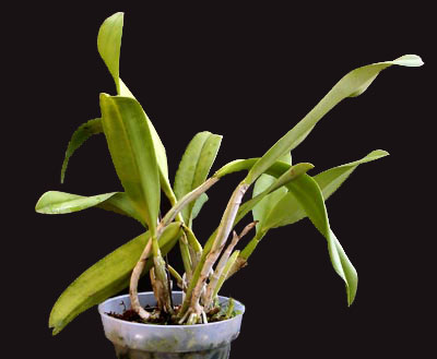 Cattleya Cattleya