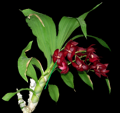 Cycnoches Cycnoches