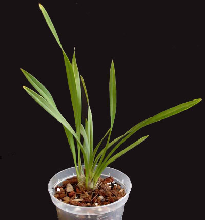 Miniature Cymbidium Miniature Cymbidium