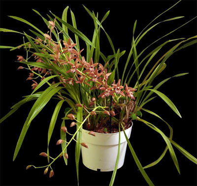 Cymbidium Cymbidium
