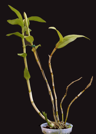 Dendrobium Dendrobium
