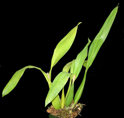 Encyclia Encyclia
