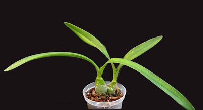 Epidendrum Epidendrum