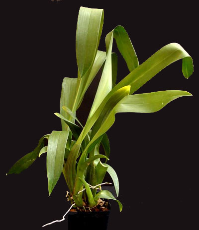 Intergeneric Orchid Intergeneric Orchid