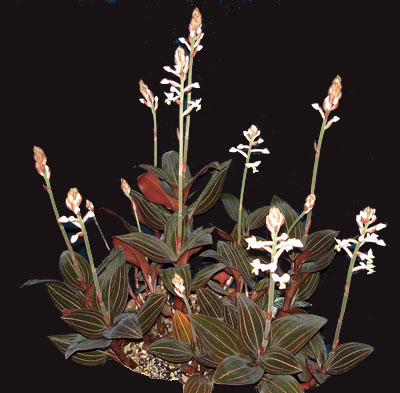 Ludisia Ludisia