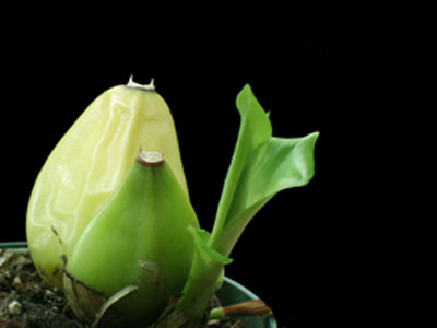 Lycaste Lycaste