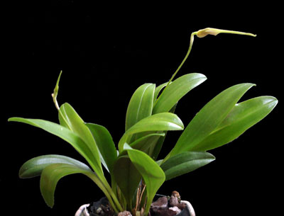 Masdevallia Masdevallia
