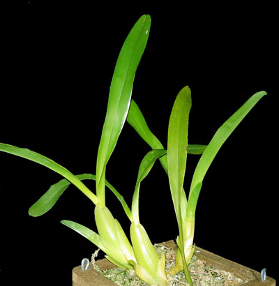 Miltonia Miltonia