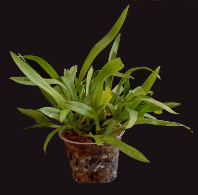 Miniature Oncidium Miniature Oncidium