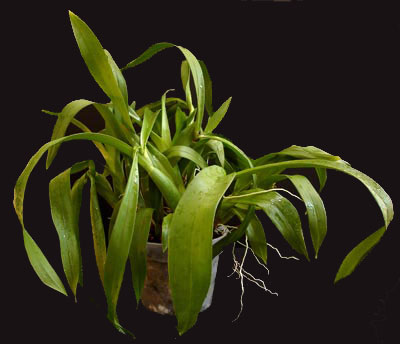 Oncidium Oncidium