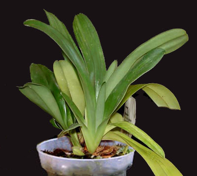 Paphiopedilum Paphiopedilum