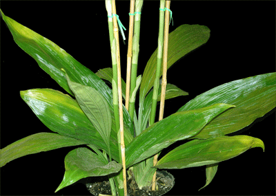 Phaius Phaius