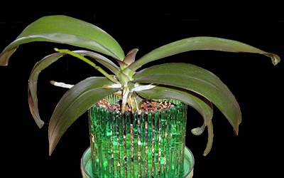 Phalaenopsis Phalaenopsis