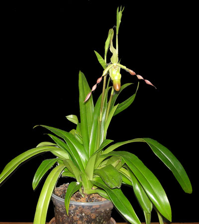 Phragmipedium Phragmipedium