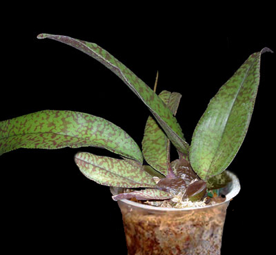 Psychopsis Psychopsis