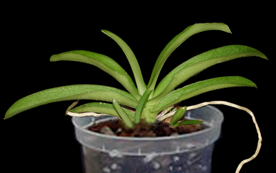 Sarcochilus Sarcochilus