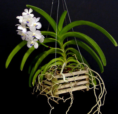 Vanda Vanda