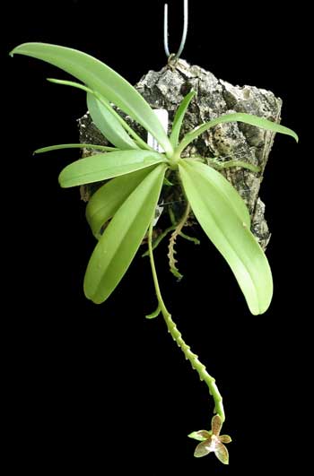 Mounted Phalaenopsis Cornu-Cervi Mounted Phalaenopsis Cornu-Cervi