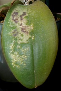 Sunburned Orchid Leaf