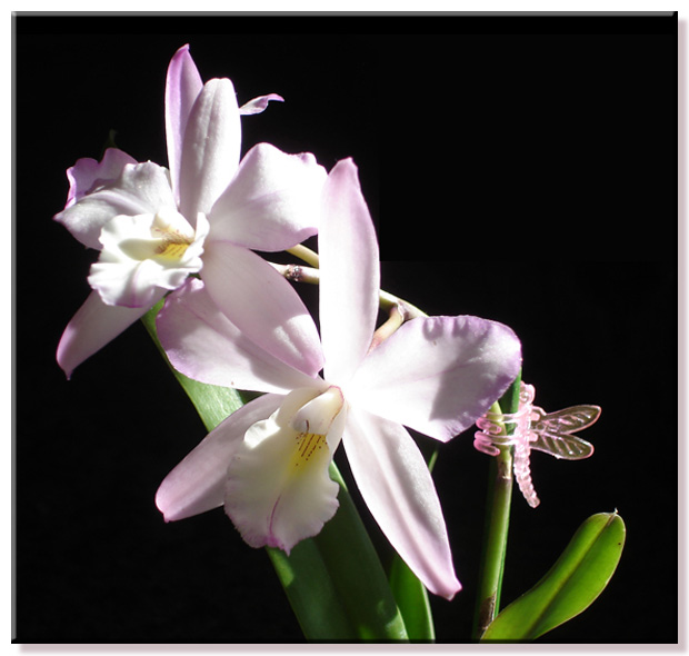 Iwanagara Apple Blossom