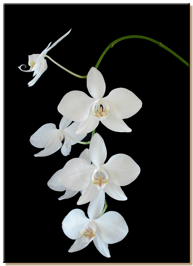 Phalaenopsis Amabilis Fuga