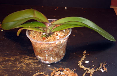 Repot Orchid