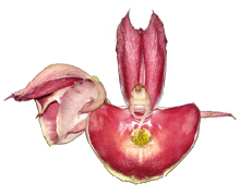 Catasetum