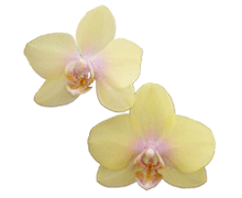Phalaenopsis Sogo Romantic