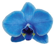 Blue Orchid