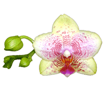 Phalaenopsis